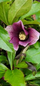 Dark Pink Hellebore