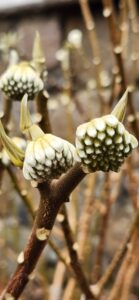 Edgeworthia