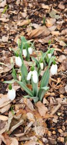 Snowdrops