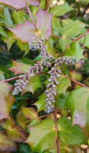 Mahonia Bealei Flower Buds