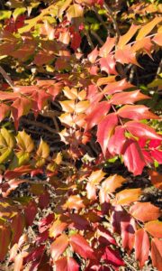 Mahonia Bealei Leaves