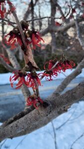 Hamamelis vernalis 'Red Imp'