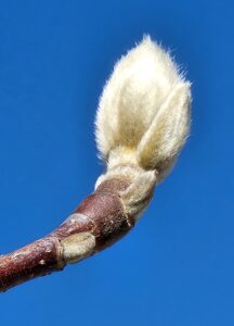 Magnolia x 'Butterflies'