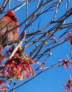 Male Cardinal