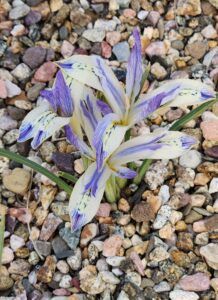 Dwarf White - Purple Iris