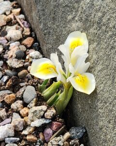 Dwarf White - Yellow Iris