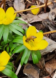 Eranthis Hyemalis and Bee