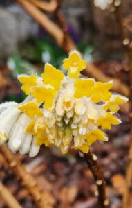 Edgeworthia Blooming