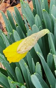 First Daffodil Bud