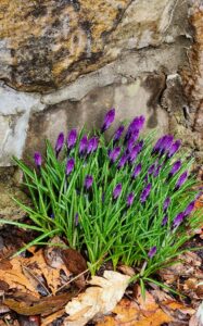 Purple Crocus Buds