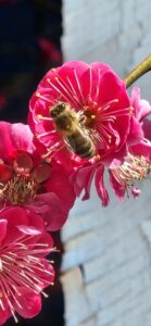 Bee on Apricot Flower