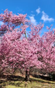 Prunus cv Okame