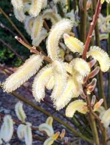 Salix Chaenomeloides