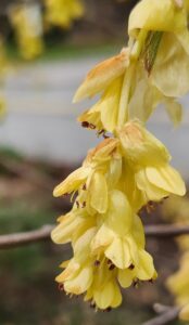 Corylopsis Gotoana Closeup