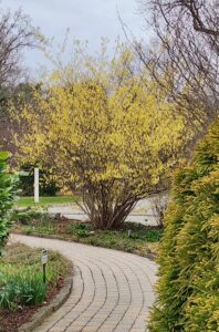 Corylopsis Gotoana Tree