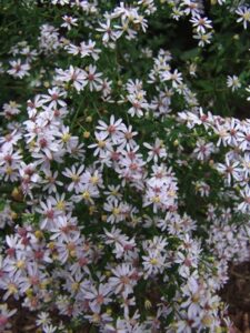 Aster cordifolius