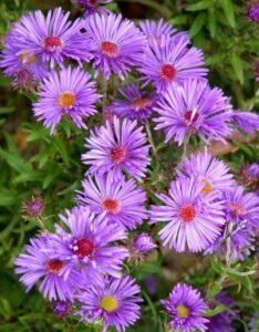 Aster novi-belgii