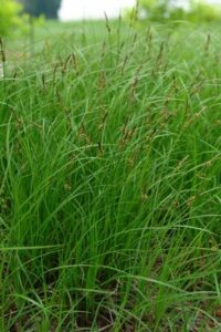 Carex pensylvanica