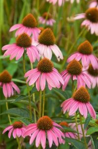 Echinacea purpurea