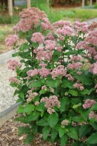 Eupatorium dubium ‘Little Joe’