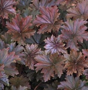 Heuchera villosa ‘Bronze Wave’