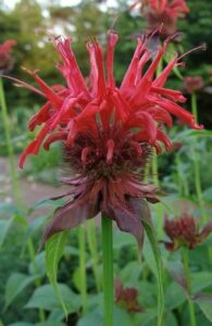 Monarda didyma ‘Jacob Cline’