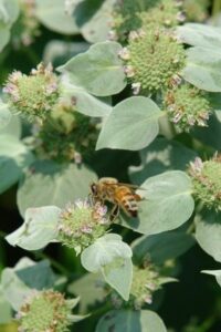 Pycnanthemum muticum