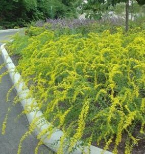 Solidago ‘Solar Cascade’