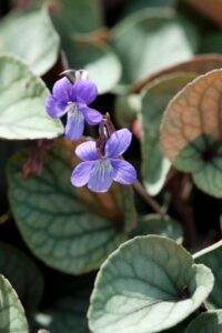 Viola walteri ‘Silver Gem’