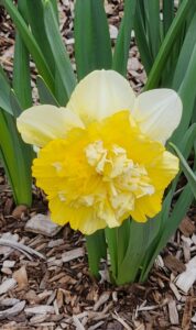 Double Daffodil