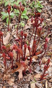 Emerging Peonies