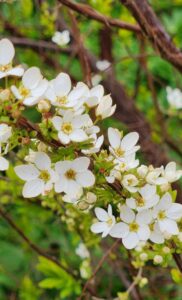 Spirea Thunbergii cv. Ogon