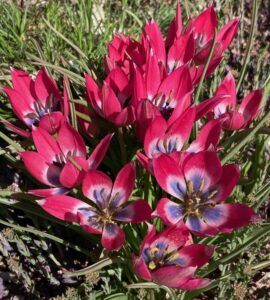 Diminutive Tulips