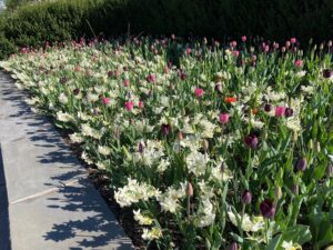 Entry Garden