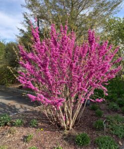 Cercis Chinensis cv. Don Egolf - Judy Snow