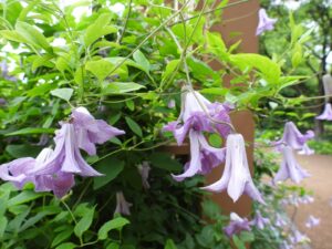 Clematis Betty Corning