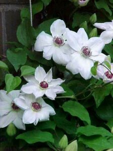 Clematis Henryi