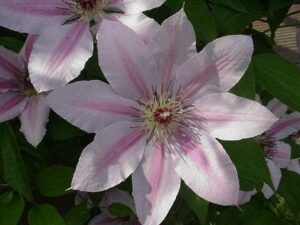 Clematis Nelly Moser