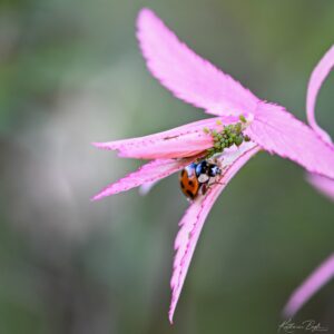 Ladybug and Aphids - Katherine Boyle