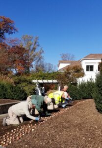 Planting Bulbs