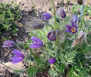 Pulsatilla - Judy Snow