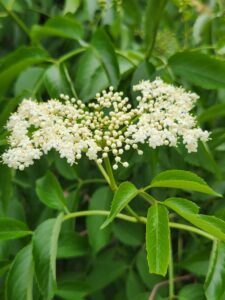 Sambucus Canadens - Judy Snow