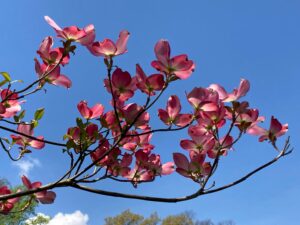 Cornus Florida f. Rubra - Judy Snow