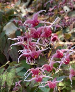 Epimedium cv. Pink Champagne - Judy Snow