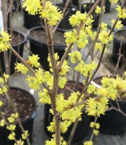 Lindera Benzoin