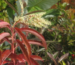 Oxydendrum Arboreum