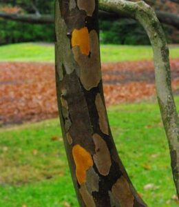 Stewartia Pseudocamellia Bark