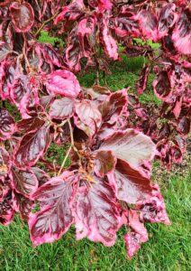 Fagus Sylvatica Leaf Closeup