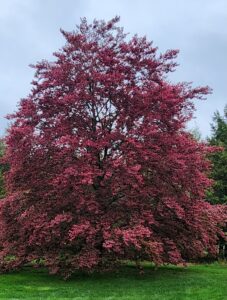 Fagus Sylvaticacv Purpurea Tricolor