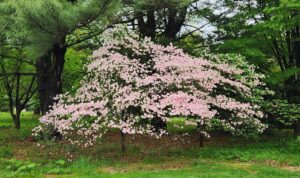 Pink Dogwood